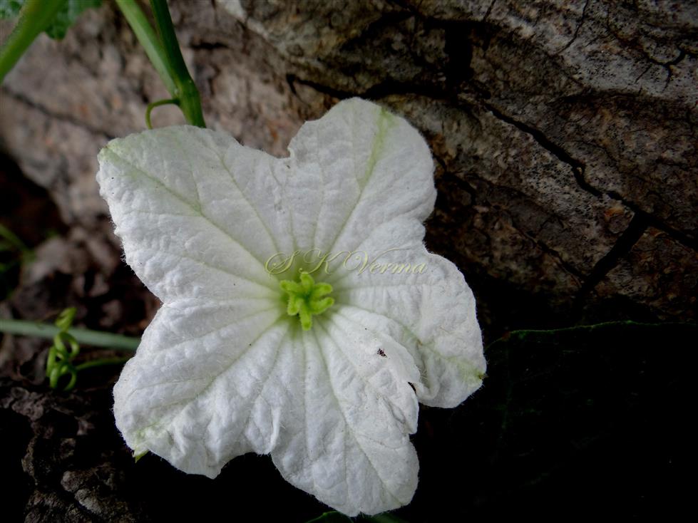  Female Flower